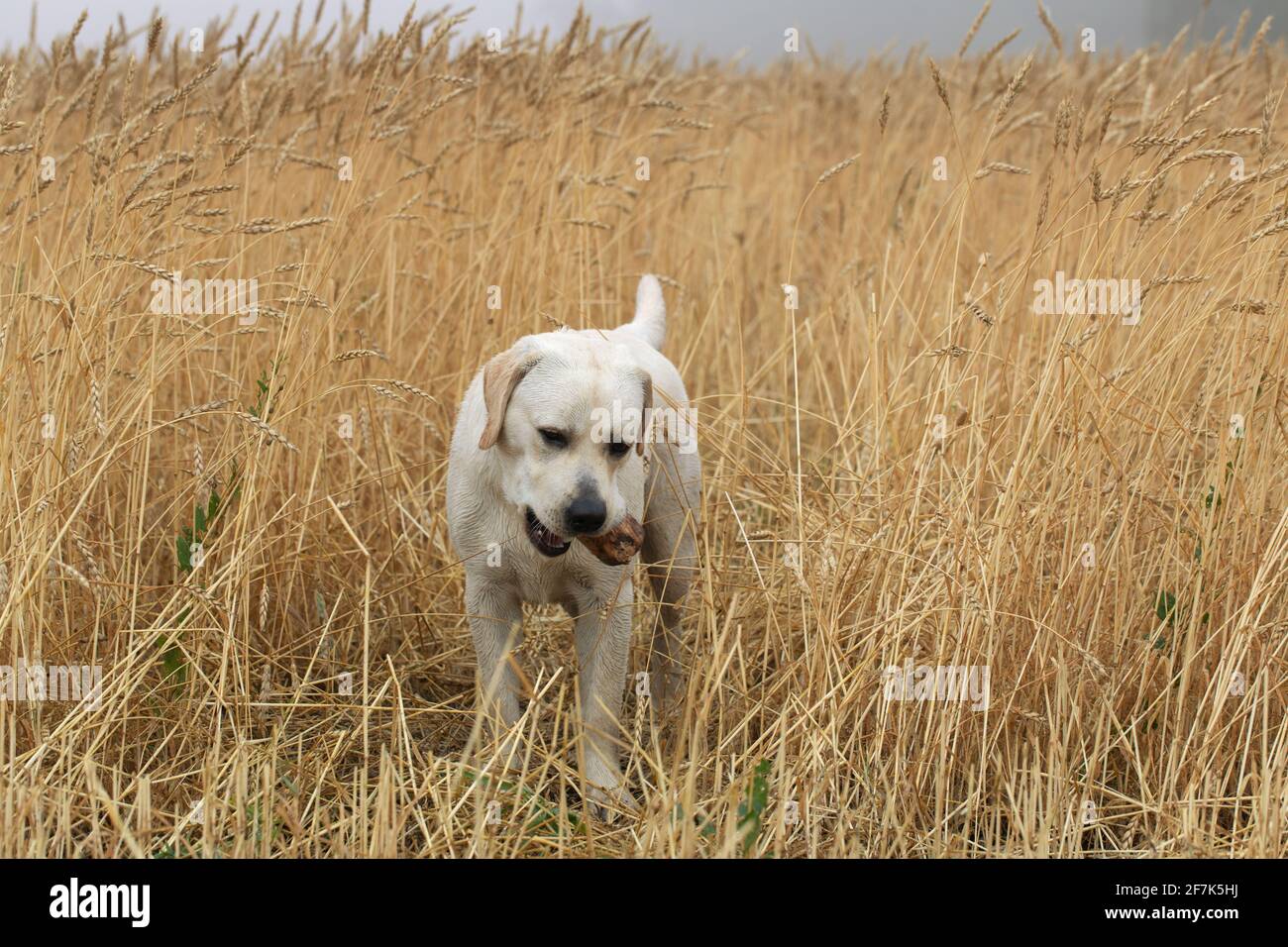 Il cane bianco di razza labrador di medie dimensioni si trova nel campo tra il grano orecchie e tiene il pezzo di bastone nei denti su naturale sfondo di campo con grigio scuro Foto Stock
