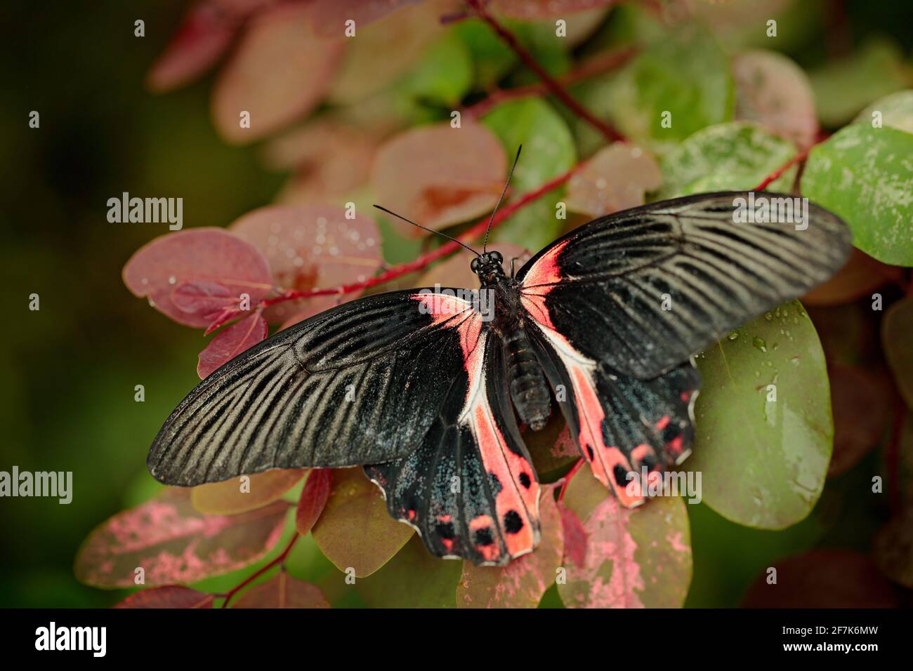 Papilio rumanzovia, bella farfalla rosa nera, Mormon scarlatto, insetto  grande e colorato sul ramo verde. Farfalla in habitat naturale forestale  Foto stock - Alamy