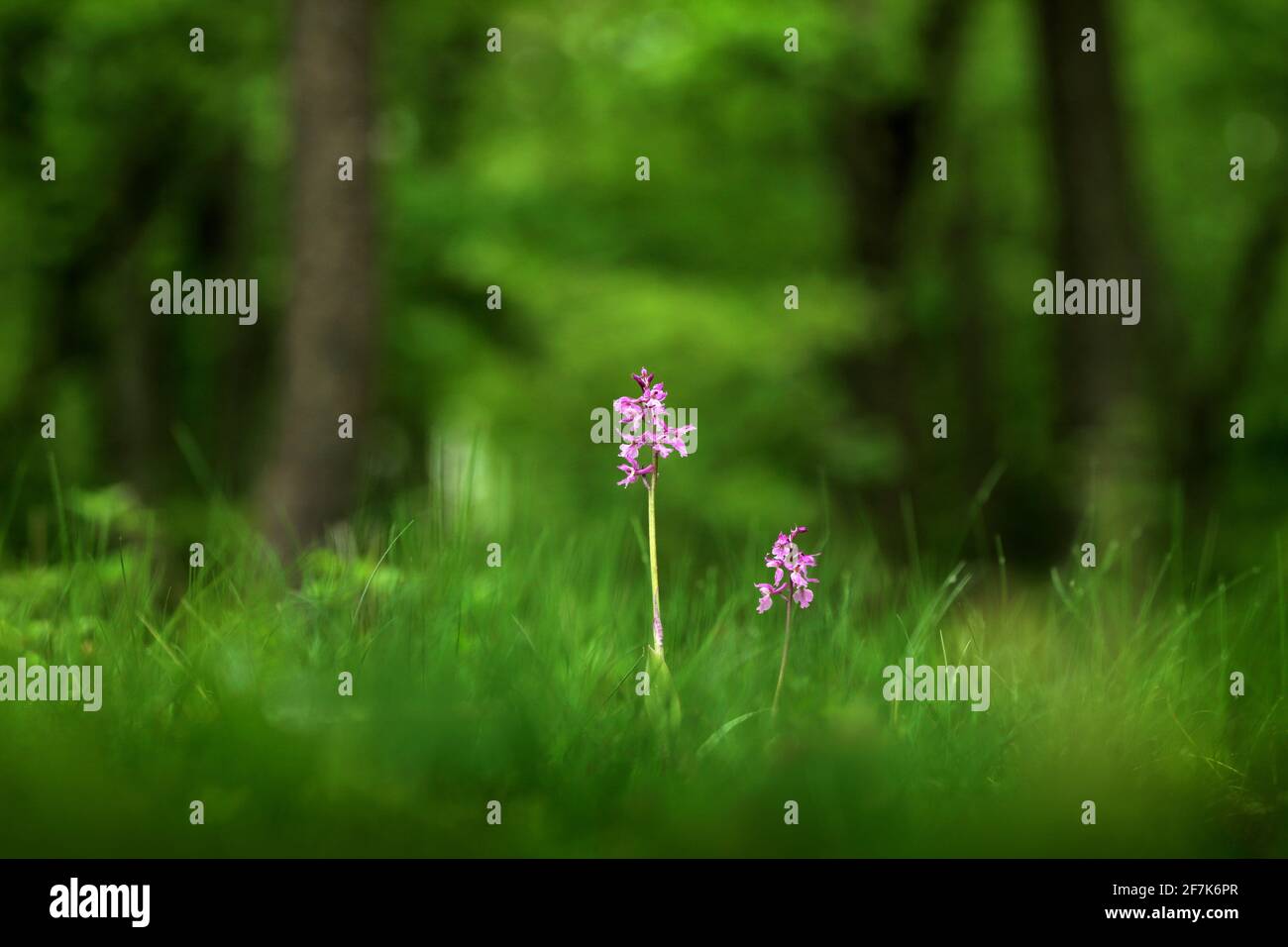 Orchis mascula, Orchidea viola precoce, fiore selvaggio europeo terrestre in fiore in habitat naturale, particolare di fioritura, sfondo verde chiaro, Repu ceco Foto Stock