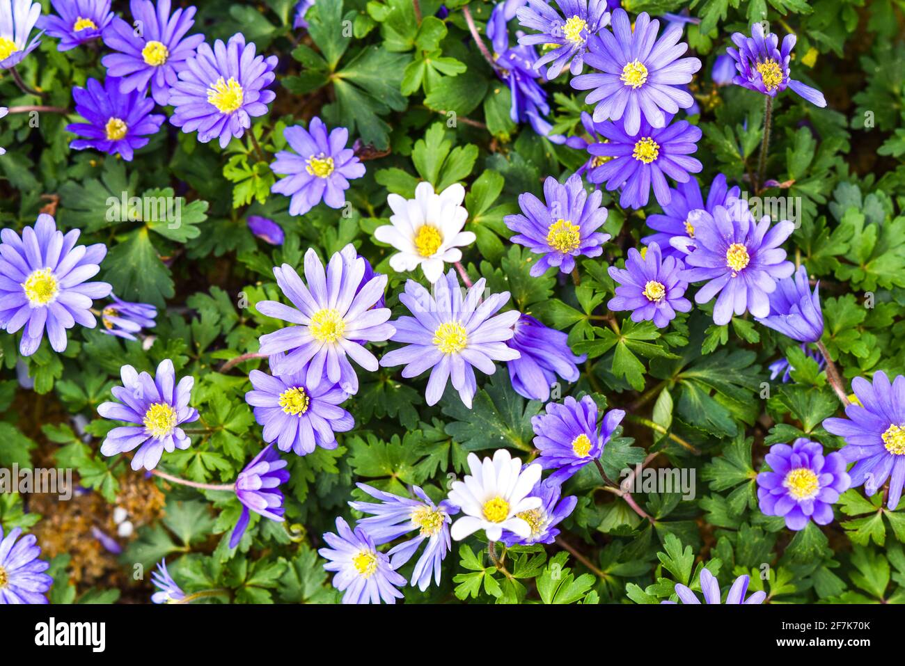 Porpora anemone balcanico in fiore nel giardino di primavera, fuoco selettivo. Foto Stock