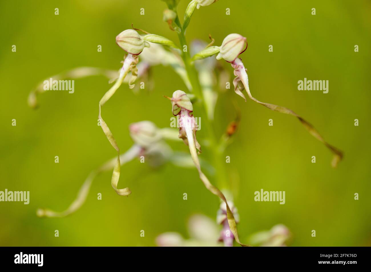 Particolare di orchidea selvatica. Orchidea Adriatica Lizard, Himantoglossum adriaticum, fiore selvatico terrestre europeo in habitat naturale. Foto Stock