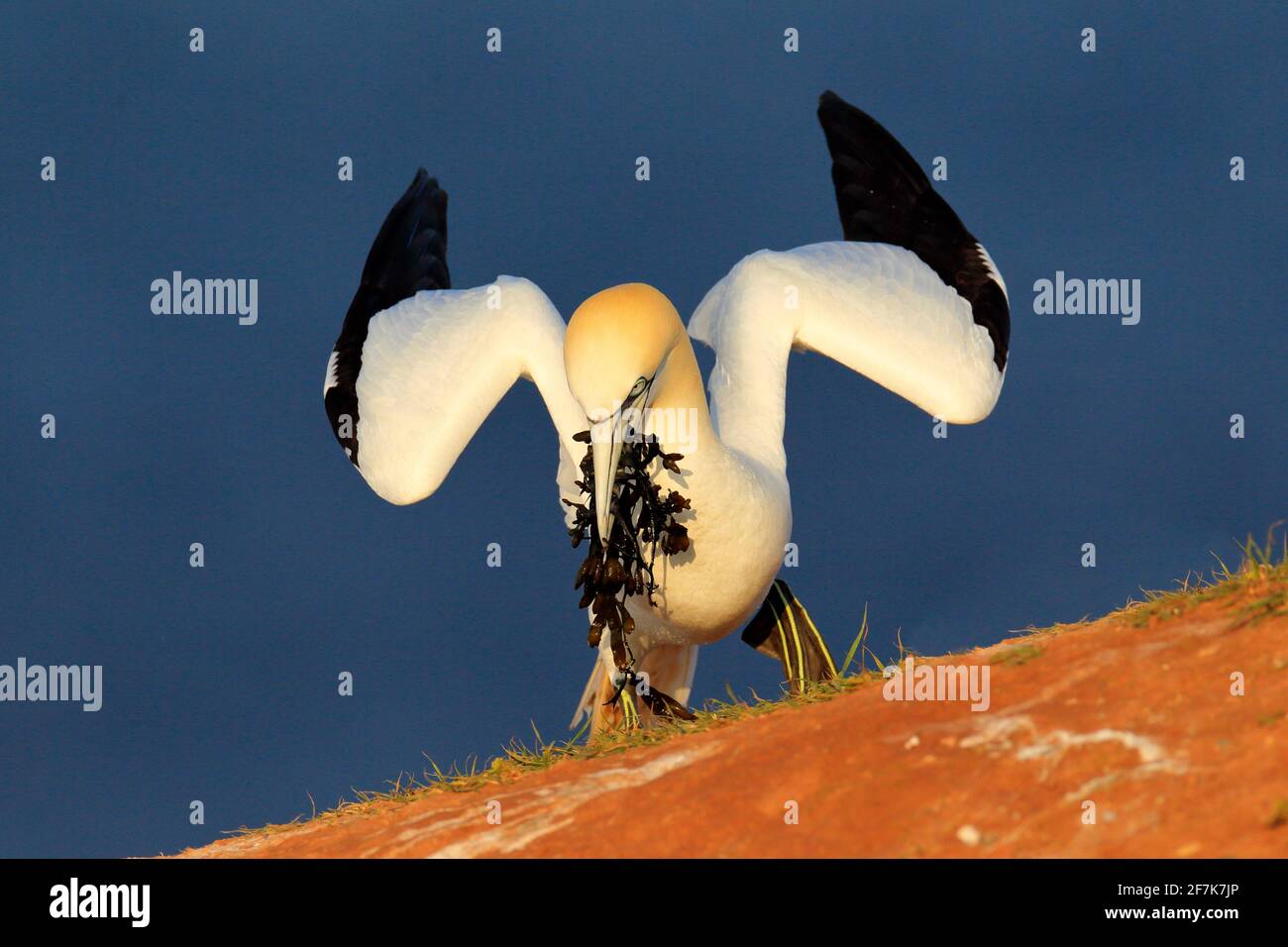 Gannet settentrionale con nidificazione del materiale nel disegno di legge, con acqua di mare blu scuro sullo sfondo, isola di Helgoland, Germania. Uccello sulla scogliera, mattina l Foto Stock