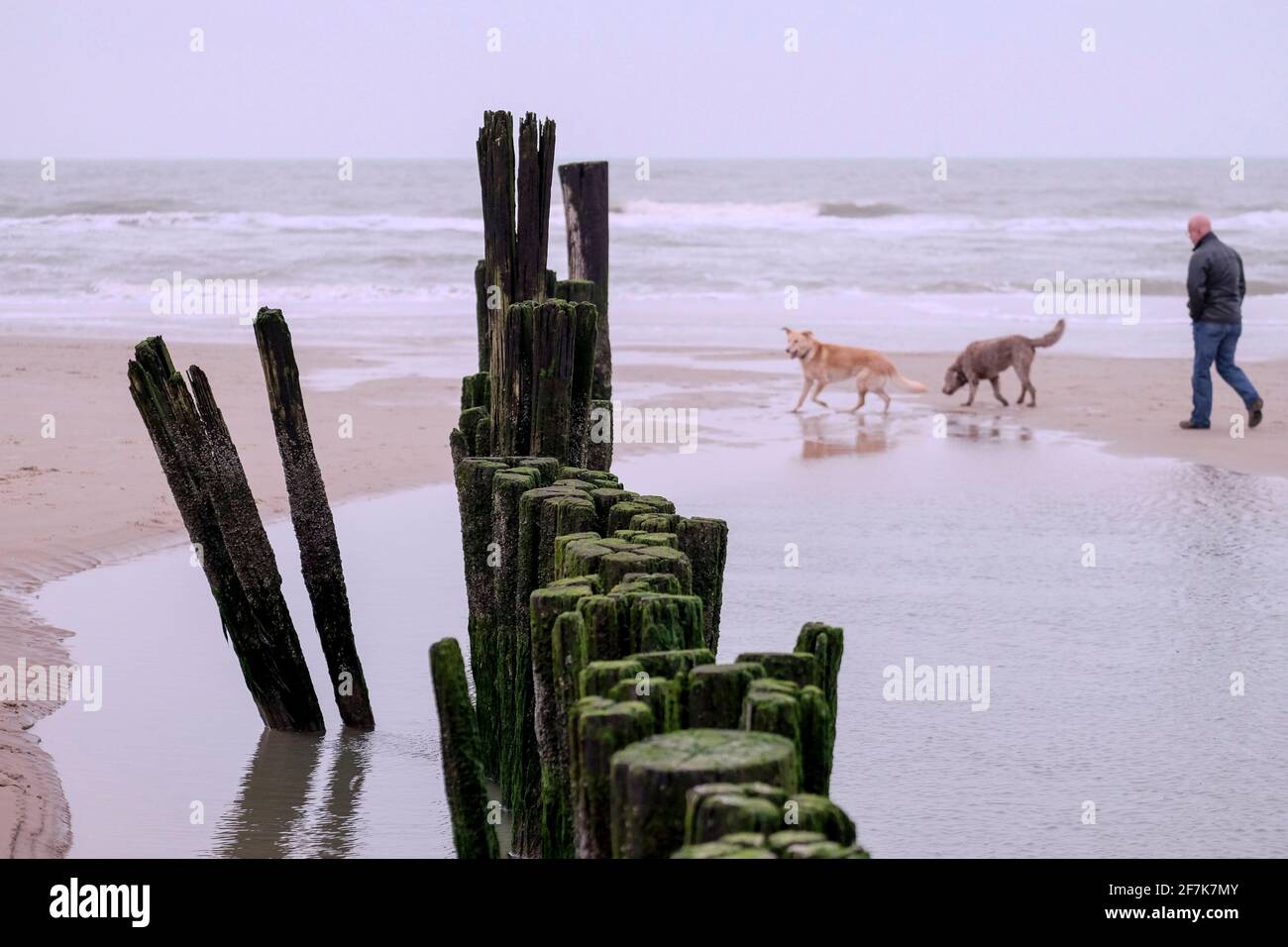 NLD, Niederlande, Nordholland, Bergen aan Zee, 26.12.2018: Strandspaziergaenger mit Hunden am Strand von Bergen aan Zee Foto Stock