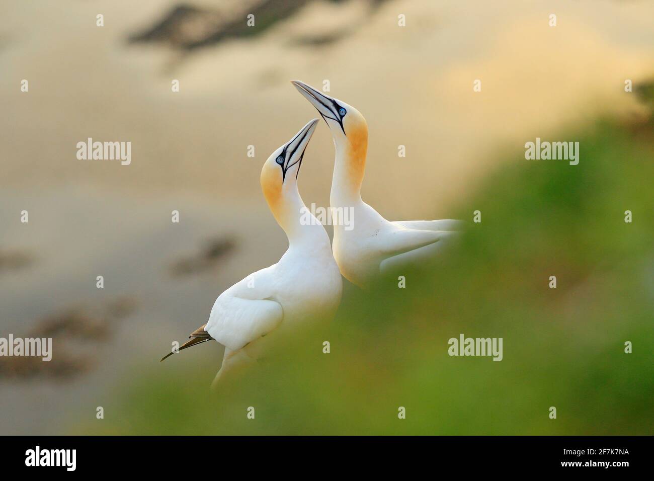 Gannet settentrionale, dettaglio ritratto della testa dell'uccello di mare seduto sul nido, con l'acqua di mare blu scuro sullo sfondo, isola di Helgoland, Germania. Foto Stock