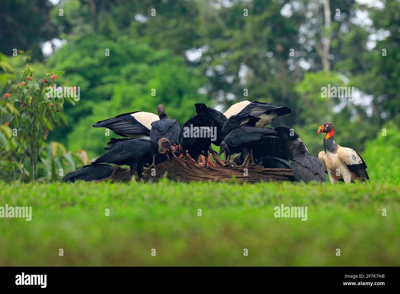 Re avvoltoio, Costa Rica, grande uccello trovato in Sud America. Scena faunistica dalla natura tropica. Condor con testa rossa. Foto Stock