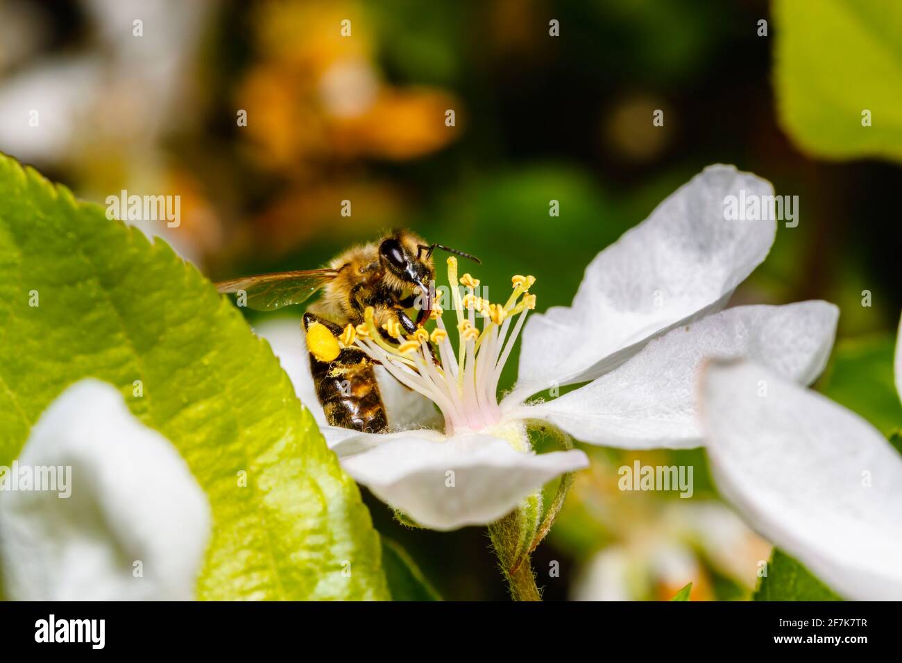 Un'ape di miele, Apis mellifera, che raccoglie nettare e polline dagli stampini della fioritura bianca dell'albero della mela in primavera, Surrey, Inghilterra sud-orientale, Regno Unito Foto Stock