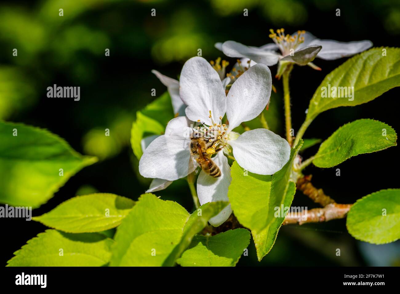 Un'ape di miele, Apis mellifera, che raccoglie nettare e polline dagli stampini della fioritura bianca dell'albero della mela in primavera, Surrey, Inghilterra sud-orientale, Regno Unito Foto Stock