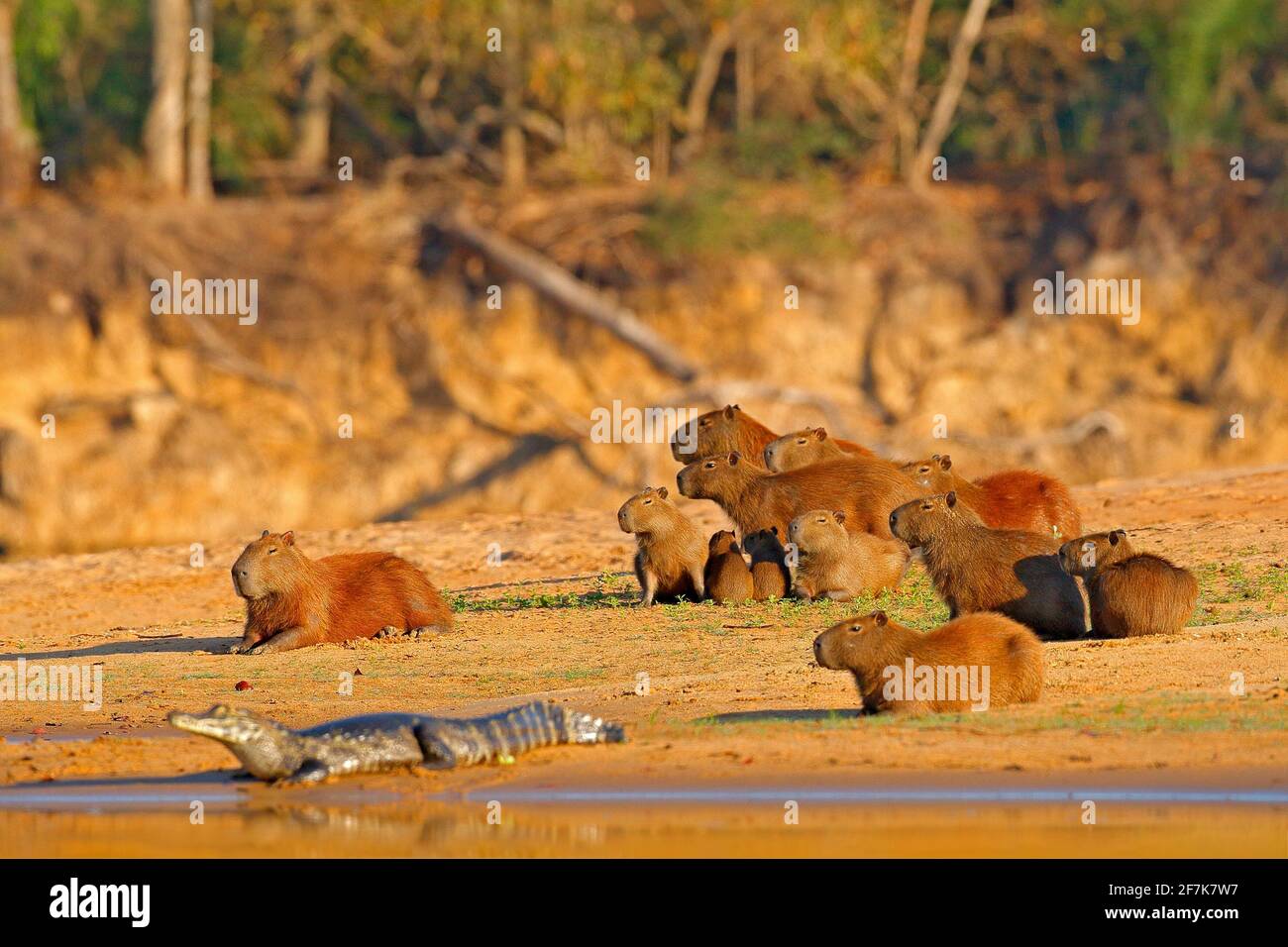 Capybara, famiglia con i giovani un caiman. Il più grande mouse vicino all'acqua con luce serale durante il tramonto, Pantanal, Brasile. Scena della fauna selvatica dalla natura. BI Foto Stock