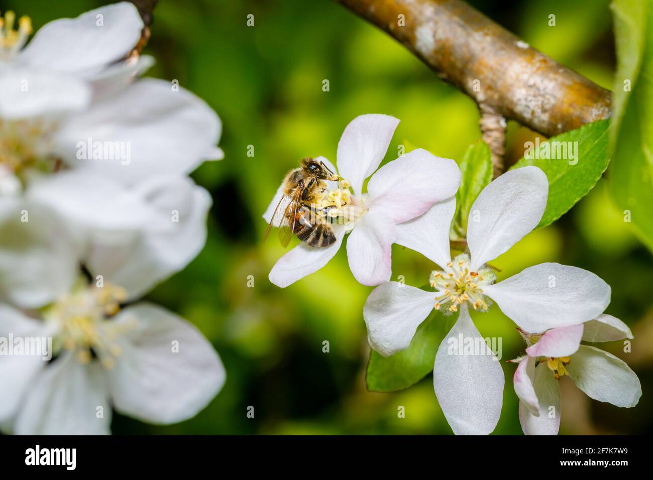Un'ape di miele, Apis mellifera, che raccoglie nettare e polline dagli stampini della fioritura bianca dell'albero della mela in primavera, Surrey, Inghilterra sud-orientale, Regno Unito Foto Stock