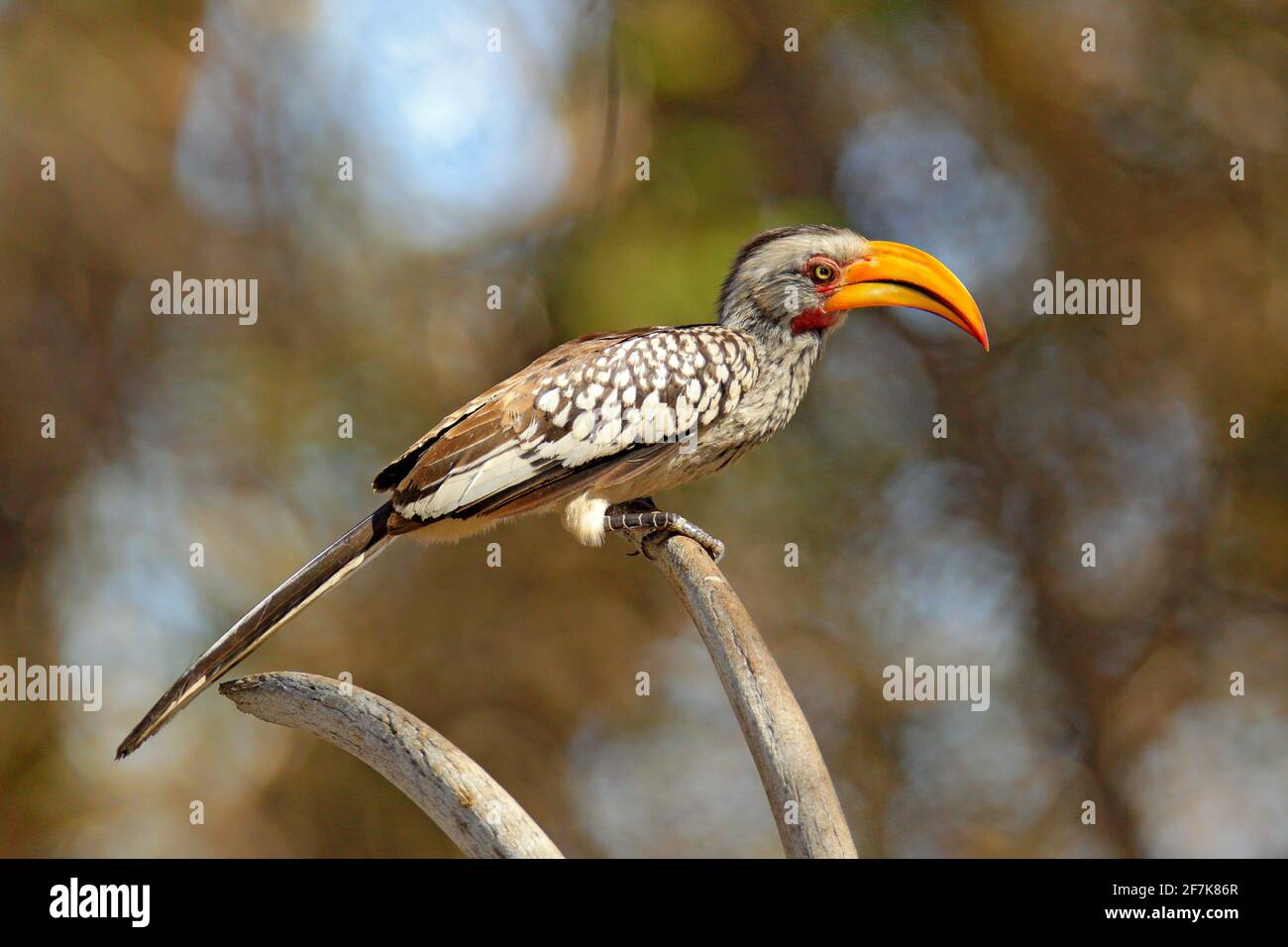 Southern Yellow-fattura Hornbill, Tockus leucomelas, uccello con grande fattura nell'habitat naturale con il sole di sera, seduto sul ramo in Hwange Natia Foto Stock