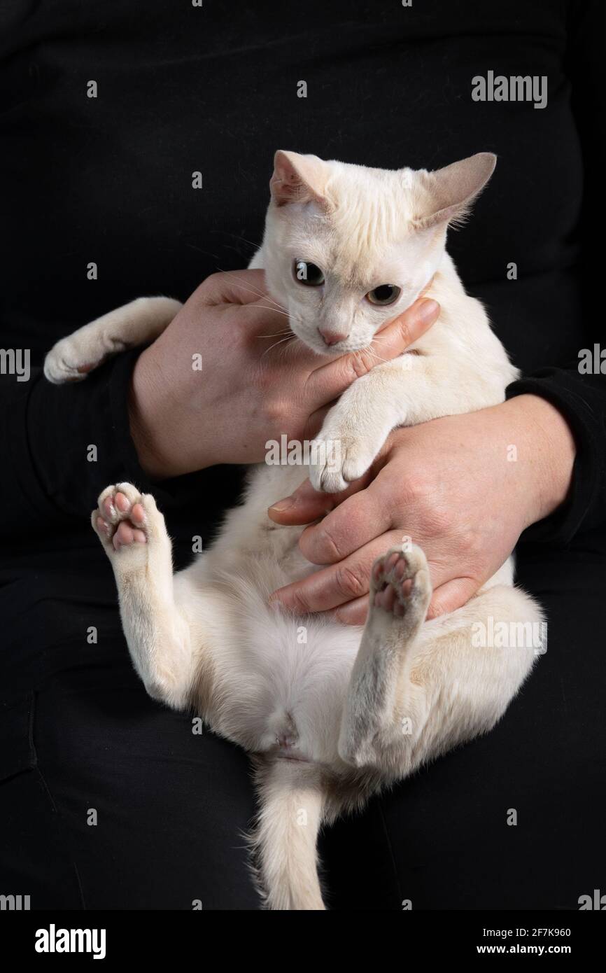 Giovane gatto tonkinese purebred di un colore mink fawn in mani femminili sullo sfondo nero scuro Foto Stock