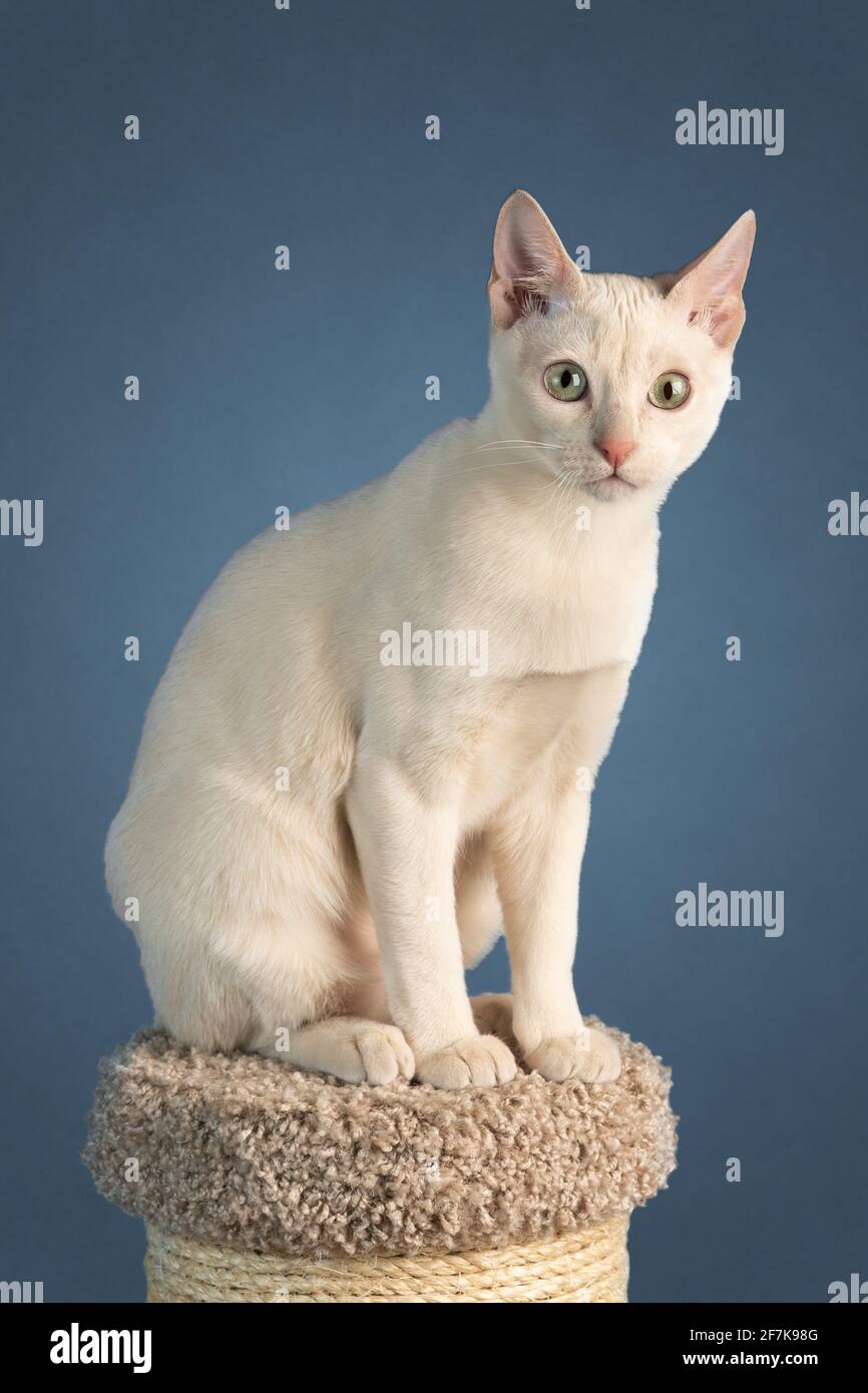 Il giovane gatto tonkinese in purea di un colore mink fawn si siede su un palo graffiante isolato sullo sfondo blu-grigio. Scatto in studio. Foto Stock