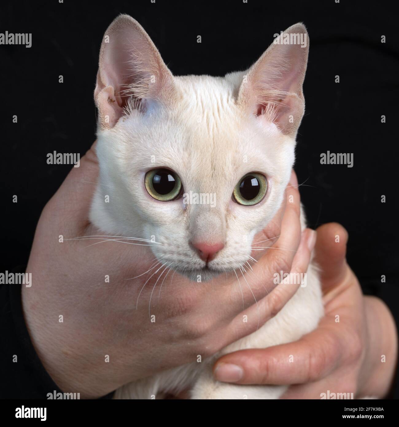 Primo piano di una testa di un giovane tondinese in purebred gatto di un colore mink fawn in mani femminili lo sfondo nero scuro Foto Stock