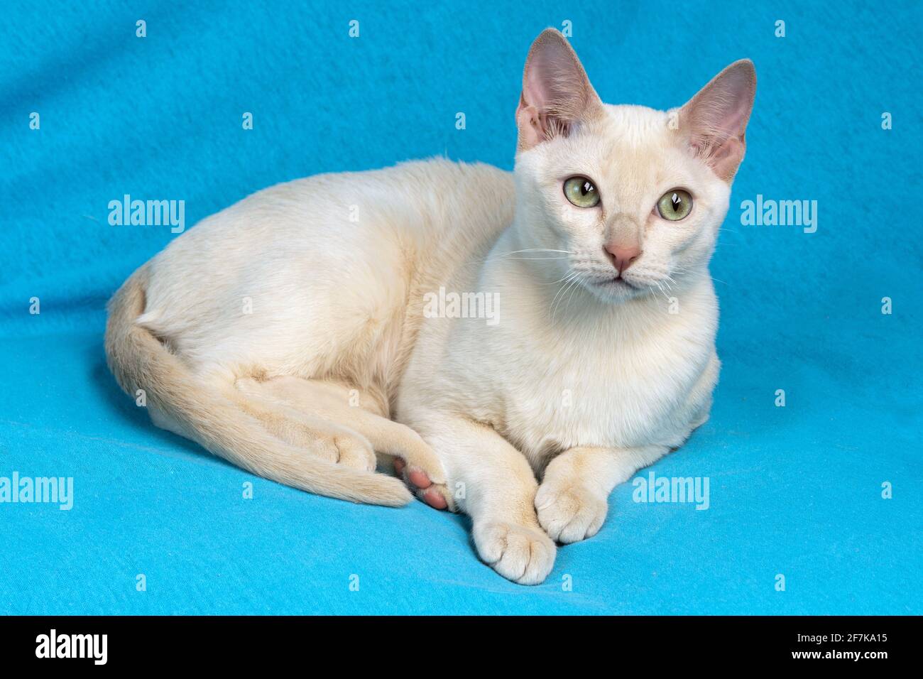 Giovane gatto tonkinese purebred di un colore mink fawn sdraiato sullo sfondo in tessuto blu Foto Stock