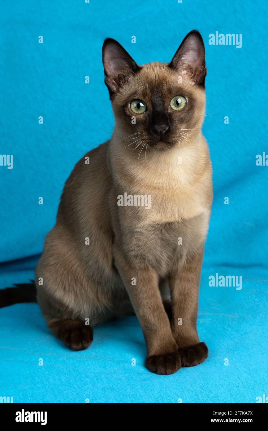 Giovane gatto tonkinese purebred di un sigillo di colore seduta sullo sfondo in tessuto blu Foto Stock