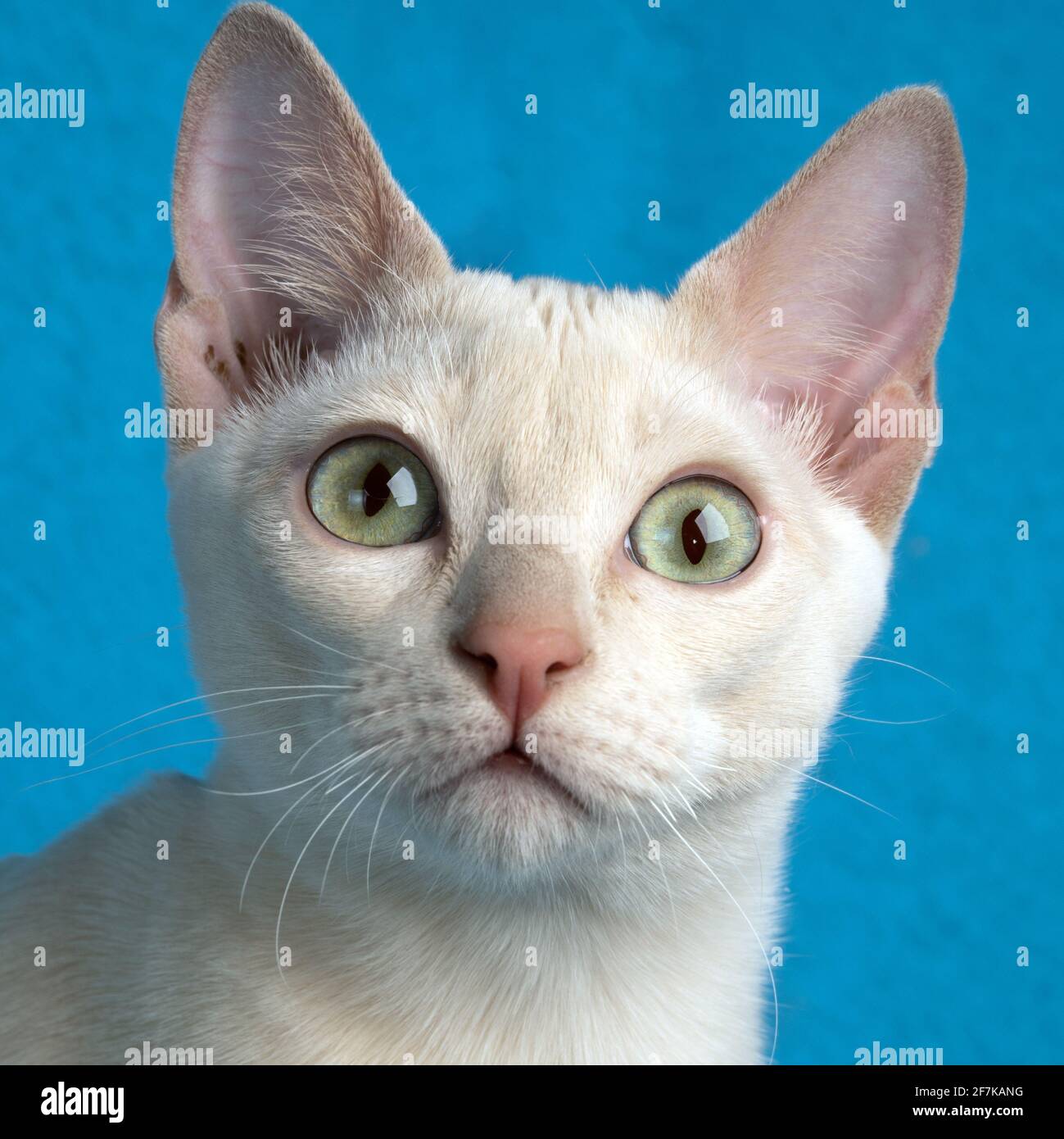 Ritratto di un giovane gatto tonkinese in purea di un cucciolo colore mink sullo sfondo blu in primo piano Foto Stock