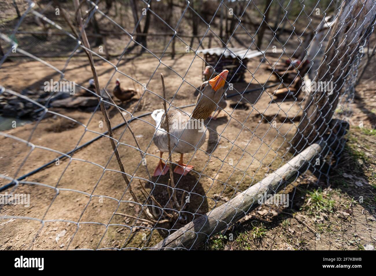 Oca guardando la macchina fotografica - divertente oca bianca che allunga la sua collo su recinzione wattled twig da un piccolo uccello tedesco fattoria Foto Stock