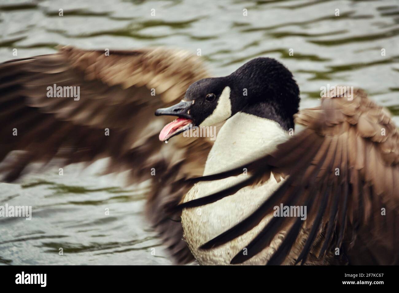 L'oca canadese (Branta canadensis) che si alza sull'acqua e che schianta le sue ali in un'esposizione territoriale con un'altra oca. Hampstead Heath, Londra. Foto Stock