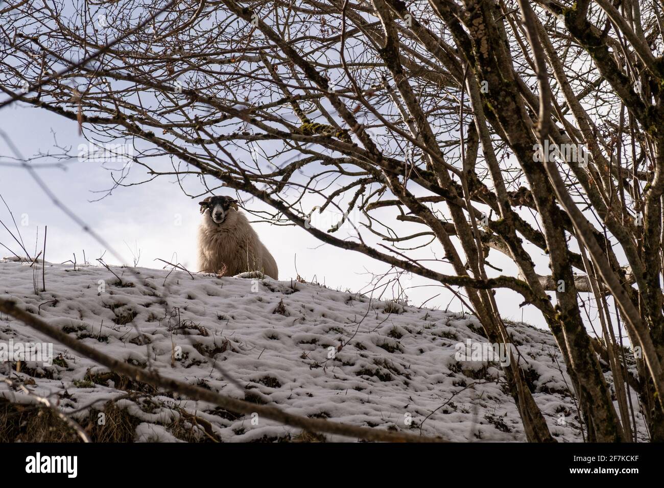 Essere guardato da una pecora come strada di Divach ascendente da Drumnadrochit. Foto Stock