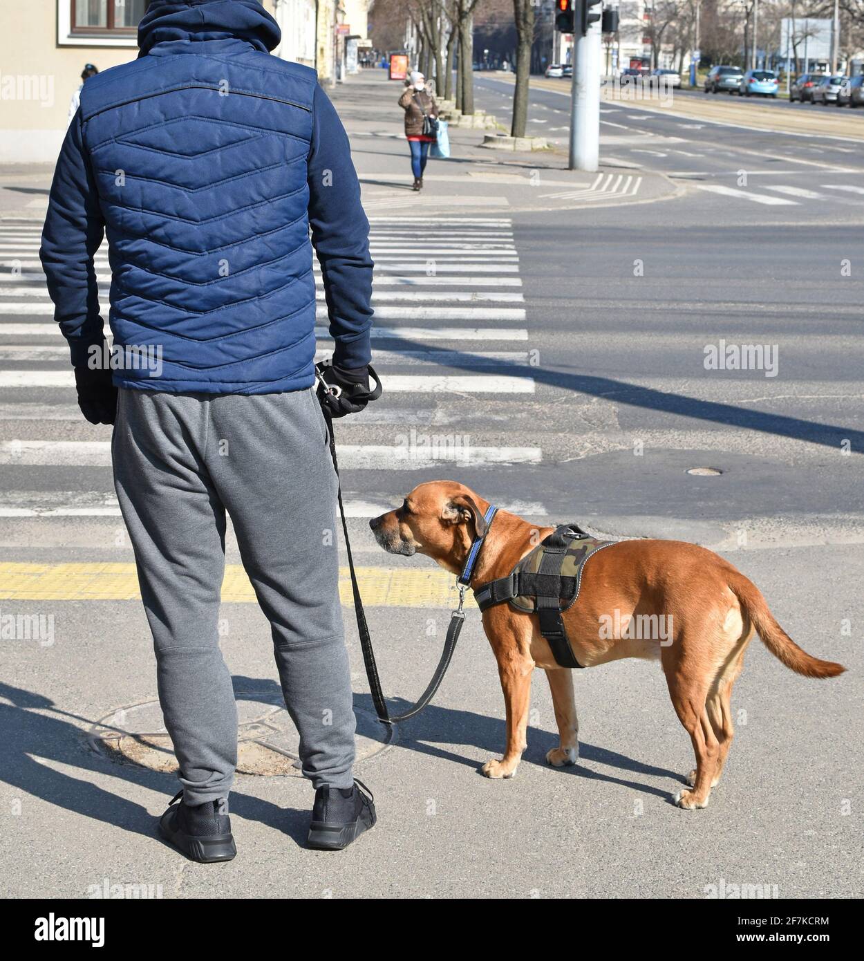 L'uomo sta camminando il suo cane per strada Foto Stock