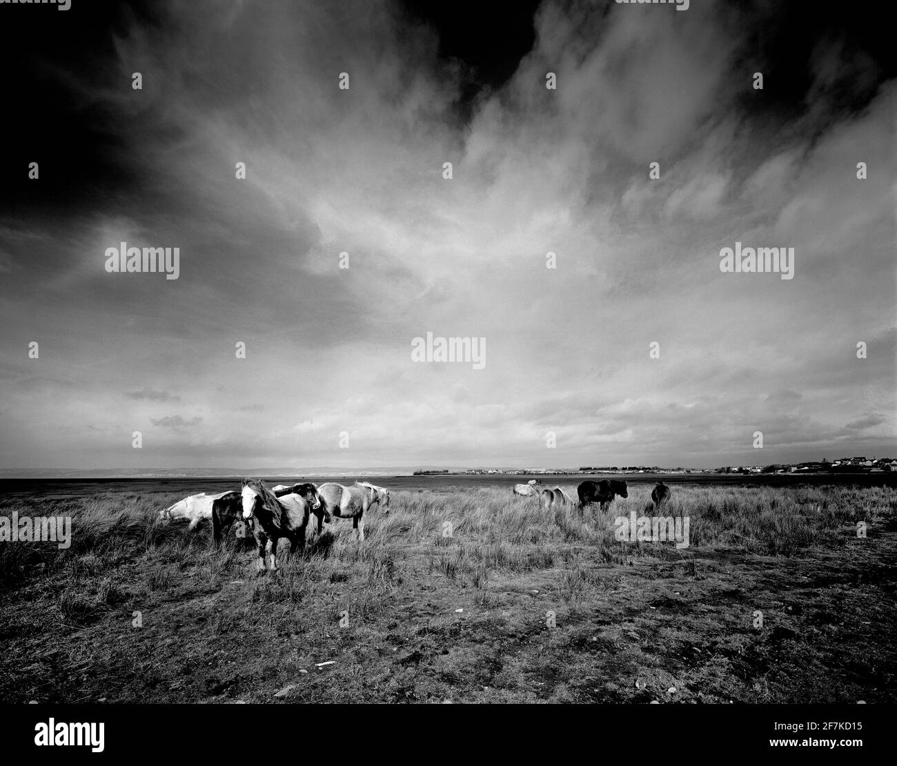 Immagine in bianco e nero dei cavalli selvaggi a Crofty, Penisola di Gower, Galles, Regno Unito Foto Stock