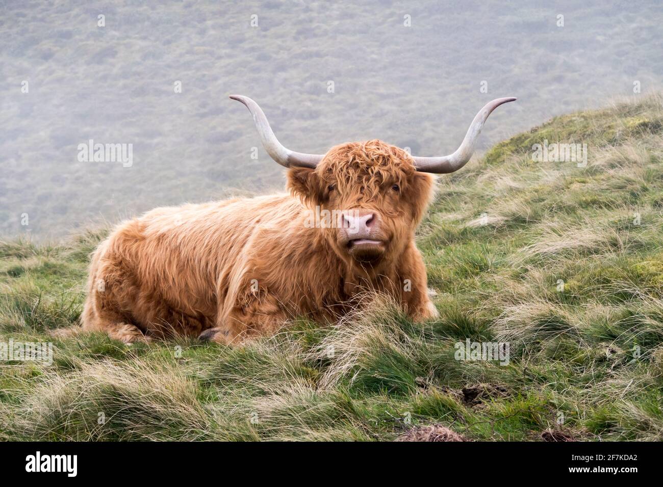 Una mucca di altopiano che pascola su una collina nella nebbia Foto Stock