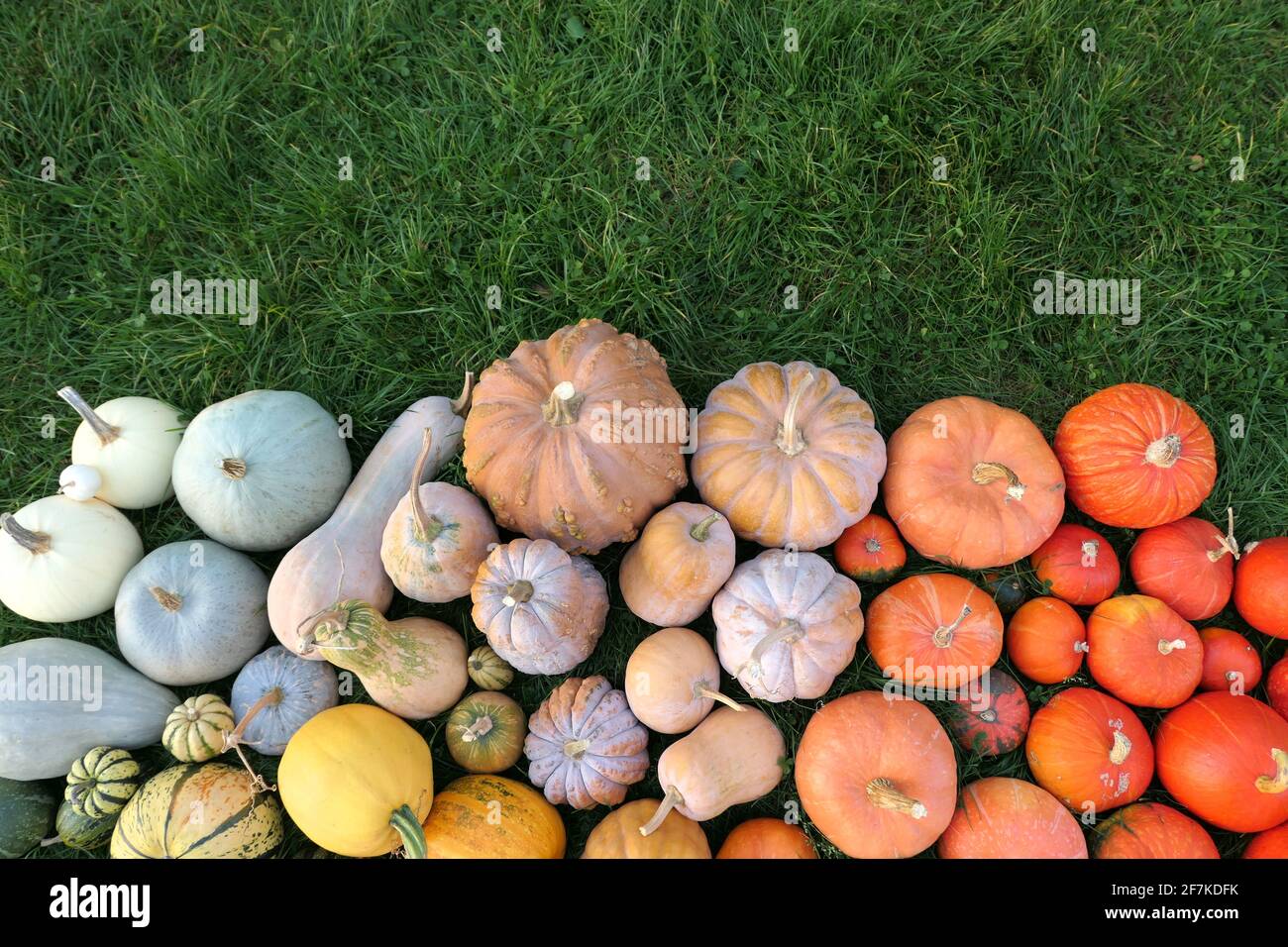 Zucche e zucche collezione autunno su erba. Zucche colorate nel giardino. Raccolta di zucca sfondo Foto Stock