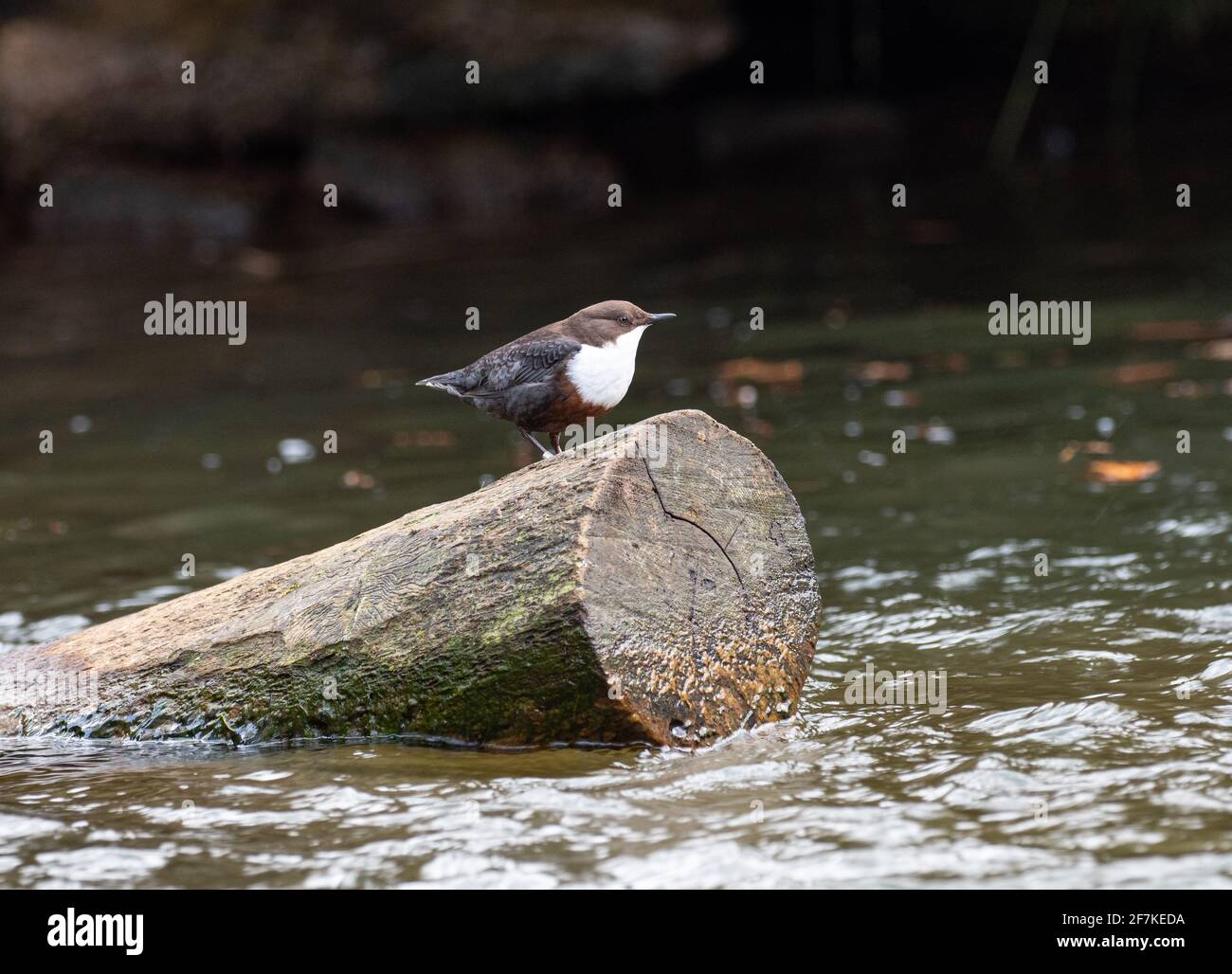 Cucchiaia - inclusive di Cincluss su log Foto Stock