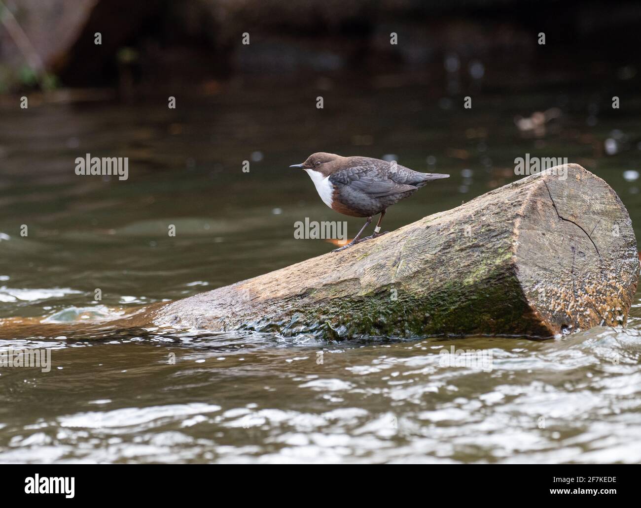 Cucchiaia - inclusive di Cincluss su log Foto Stock