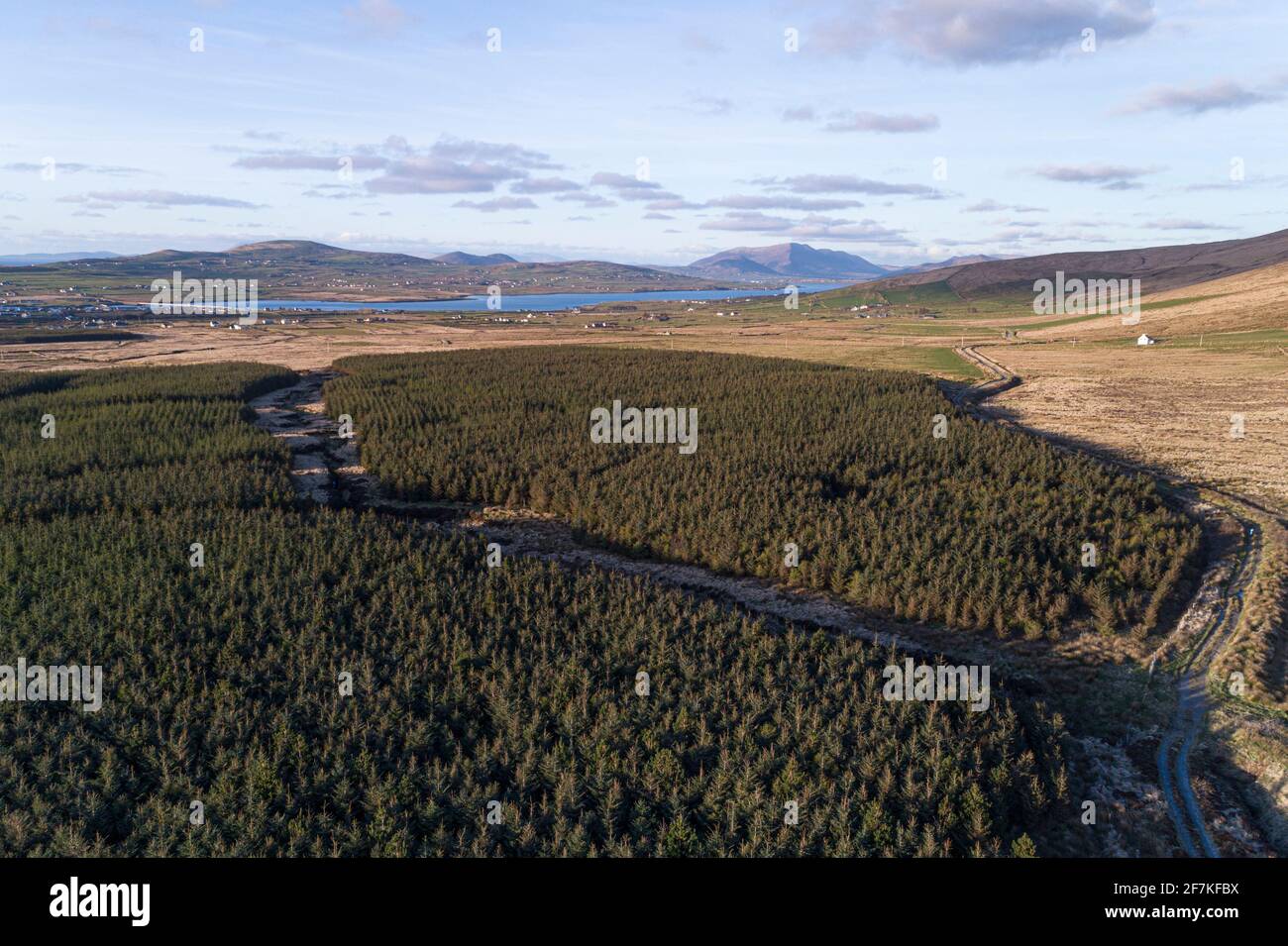 Sitka Spruce Tree Forest, Portmagee, County Kerry, Irlanda Foto Stock