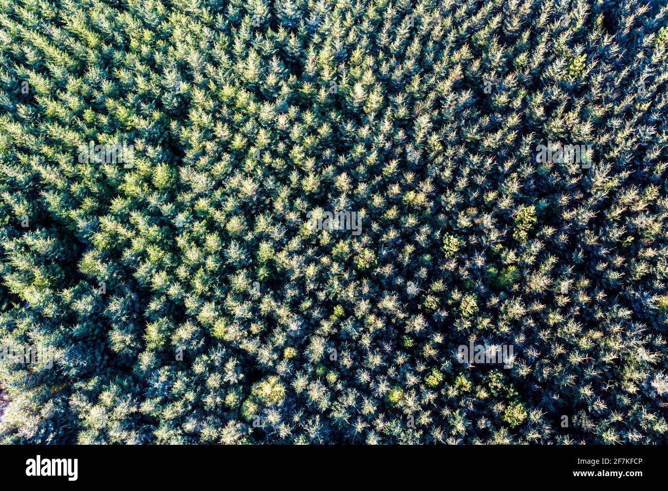 Sitka Spruce Tree Forest, Portmagee, County Kerry, Irlanda Foto Stock