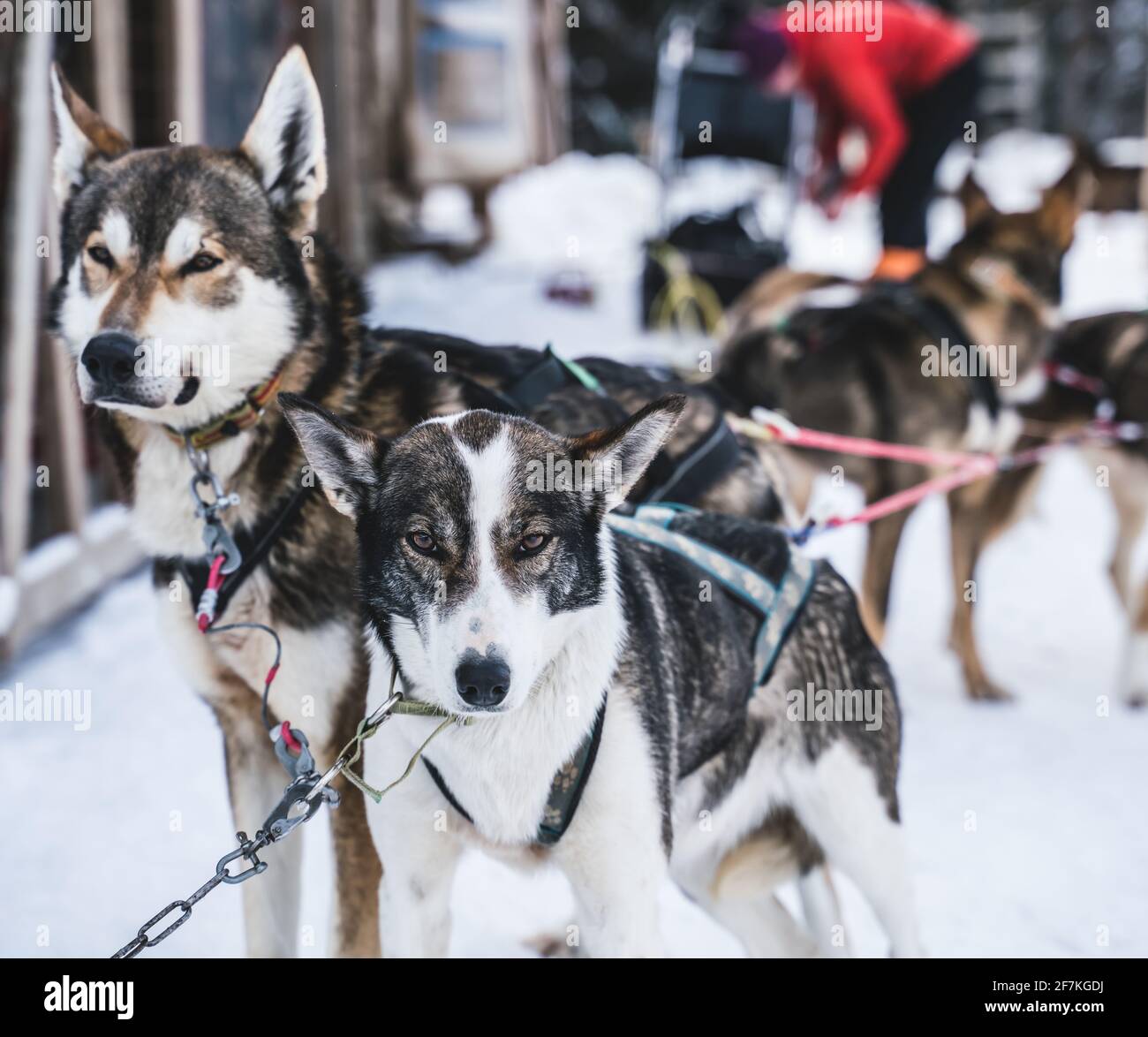 Felici e desiderosi cani da slitta Husky dell'Alaska pronti per l'azione in un freddo giorno di inverni. Foto Stock