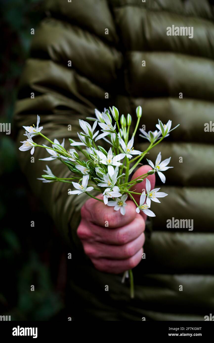 Una mano di un uomo che tiene un mazzo di fiori bianchi freschi (anemone di legno bianco) da dare al suo amante. Sfondo della foresta sfocato. Foto Stock
