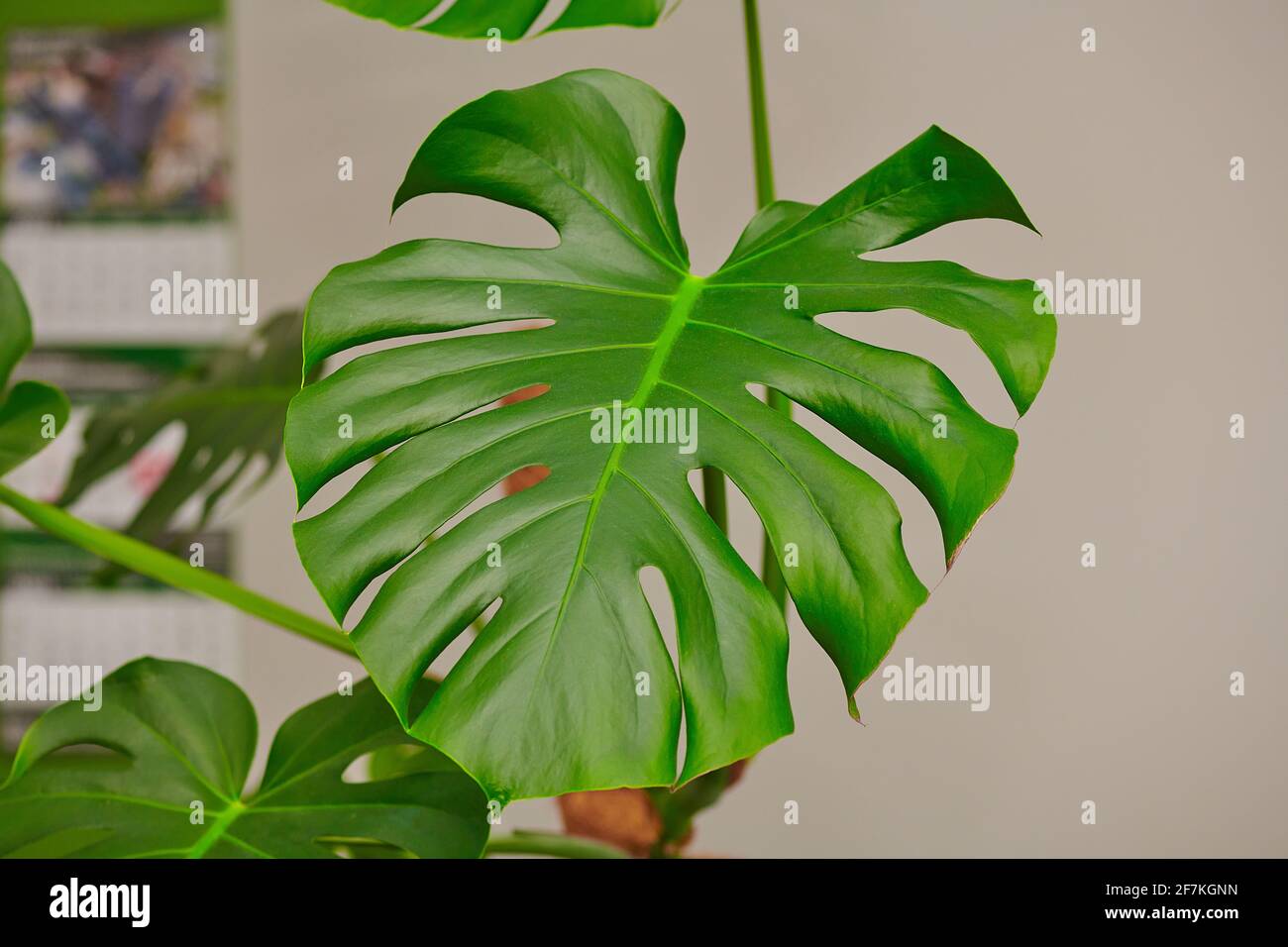 grande foglia verde di una pianta su sfondo bianco Foto Stock