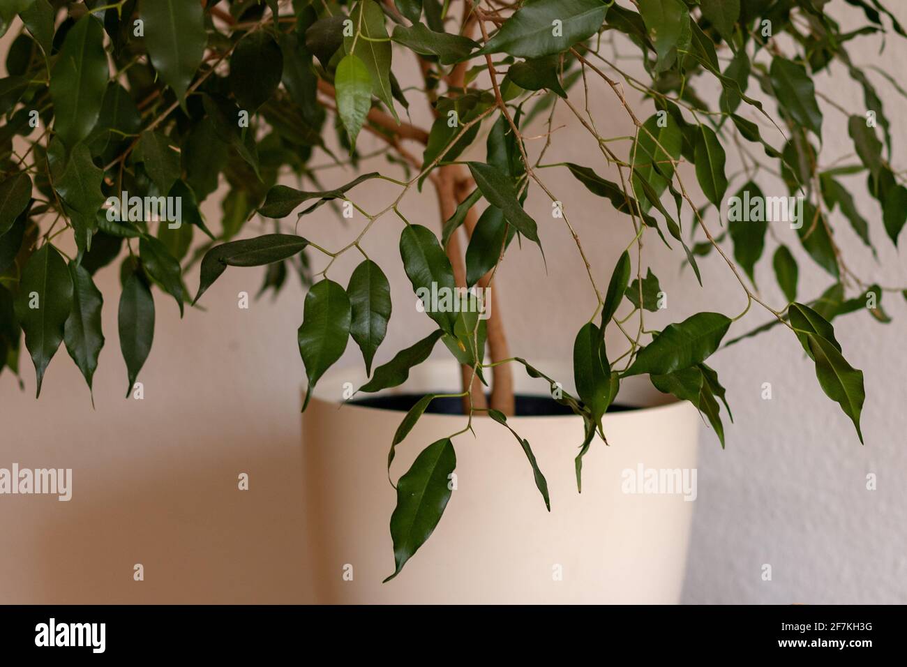 Houseplant (Ficus benjamina) in una pentola bianca contro la parete in ufficio domestico. Foto Stock