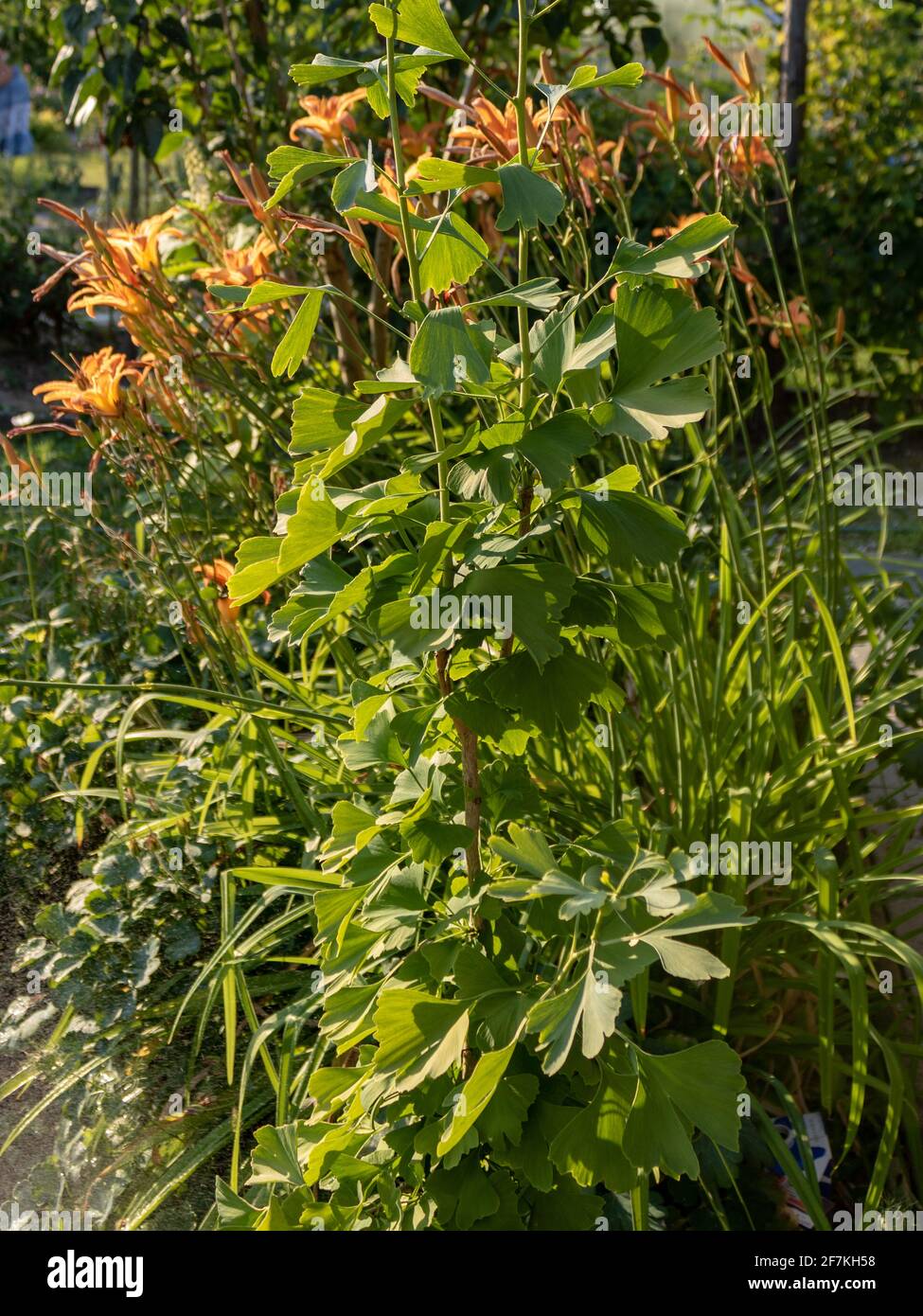 Macchia verde e fiori nel giardino alla luce del sole Foto Stock