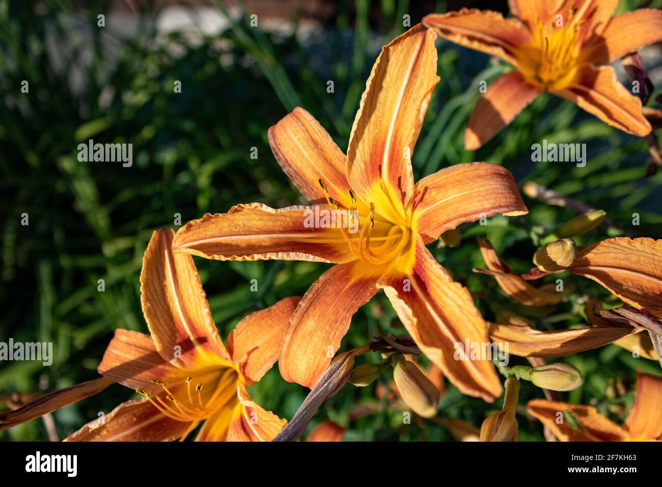 Gigli a fiore d'arancio (Lilium bulbiferum) in giardino di giorno, primo piano e fuoco selettivo Foto Stock