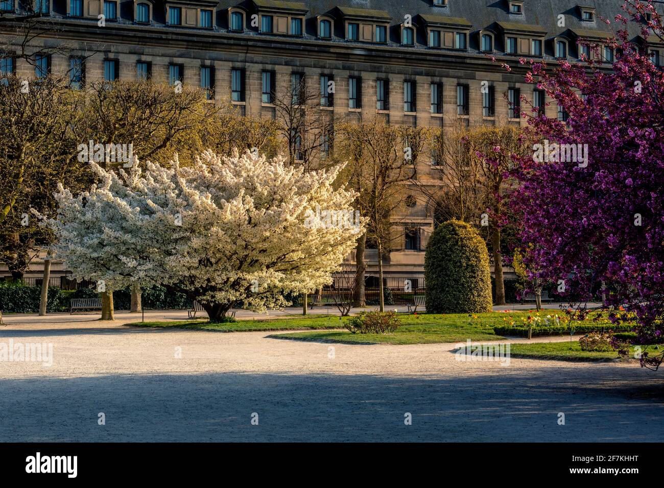 Parigi, Francia - 4 aprile 2021: Bellissimo albero fiorito di ciliegi bianchi nel Jardin des plantes a Parigi nella soleggiata primavera giorno di marzo Foto Stock