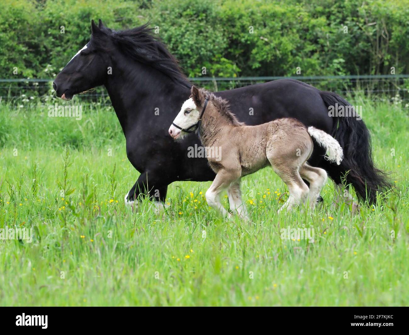 Una pannocea nera mare e il suo nemico in libertà in un paddock estivo. Foto Stock