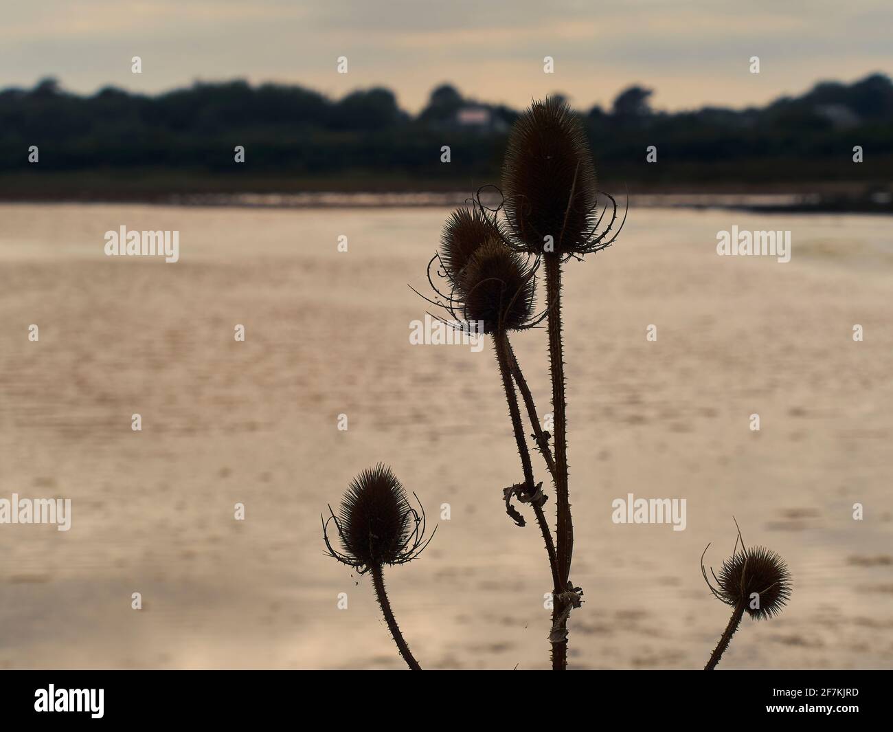 Immagine calma e semplice di una pianta di teasel con le sue intricate teste di semi che si stagliano contro un lago sotto un cielo roseo. Foto Stock