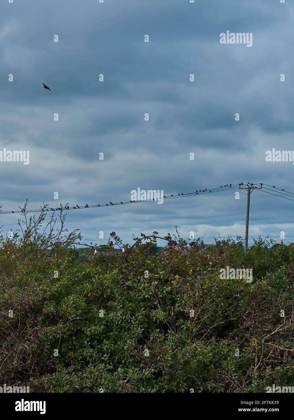 Un gregge di uccelli silhoueted che poggia su un telegrafo, simile a una notazione musicale, con un uccello che vola attraverso un cielo drammatico e nuvoloso. Foto Stock