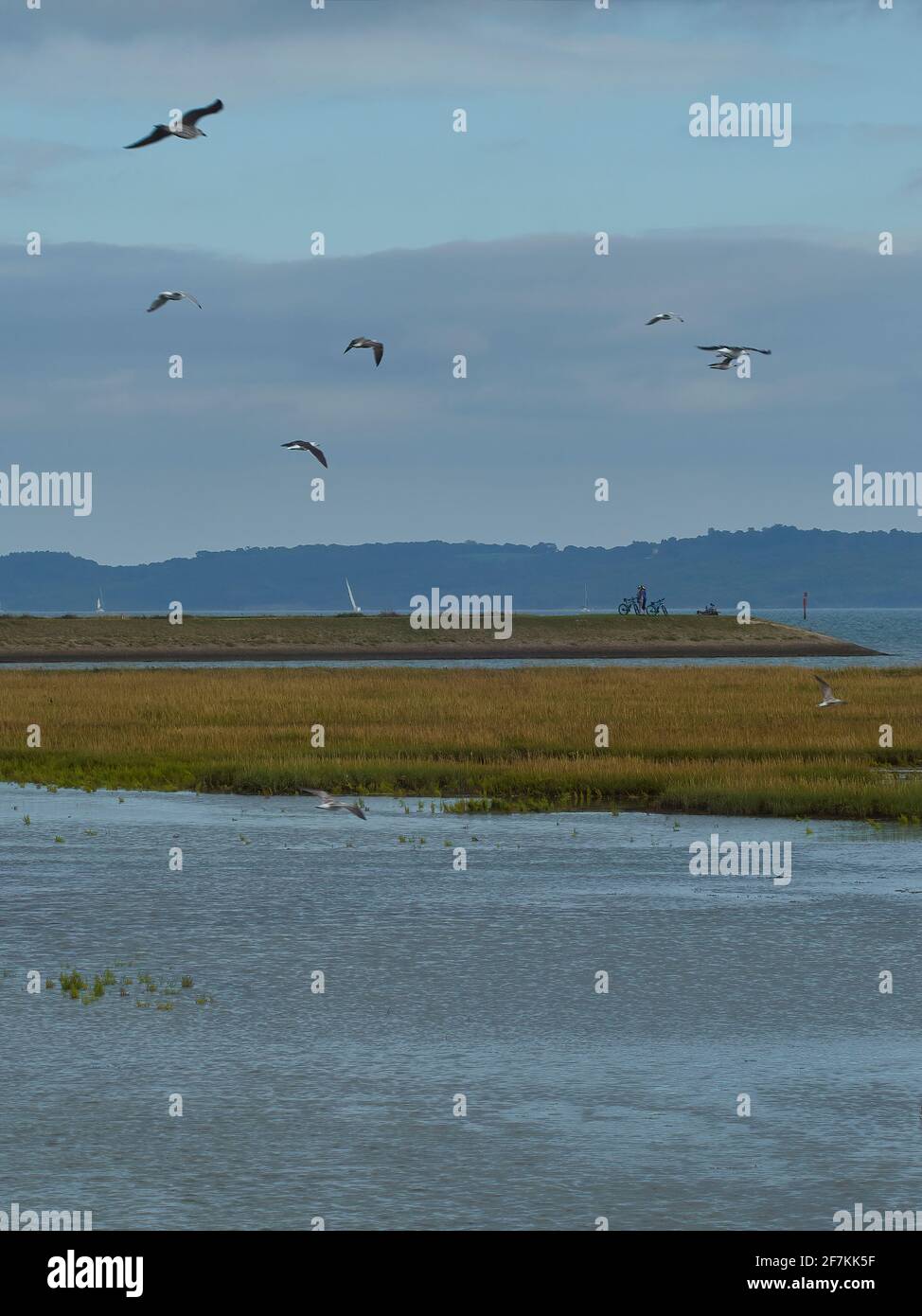 Un piccolo gregge di gabbiani in volo su un lago, sopra canne dorate e si precipita con un lontano ciclista e colline ondulate che si stagliano all'orizzonte. Foto Stock