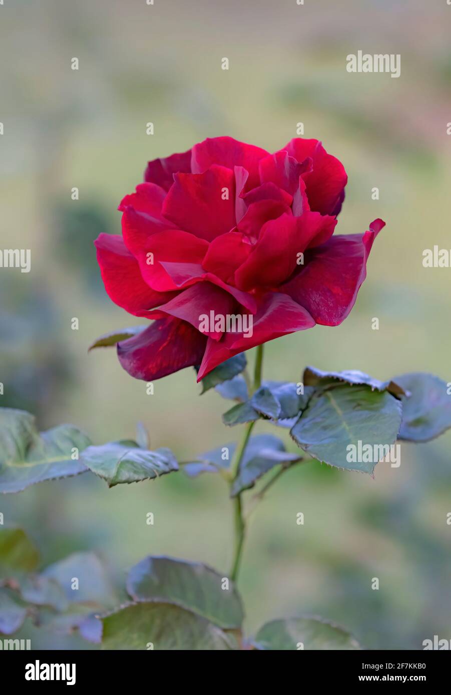 Fiori di rosa in fiore nei giardini tropicali della Costa Rica Foto Stock