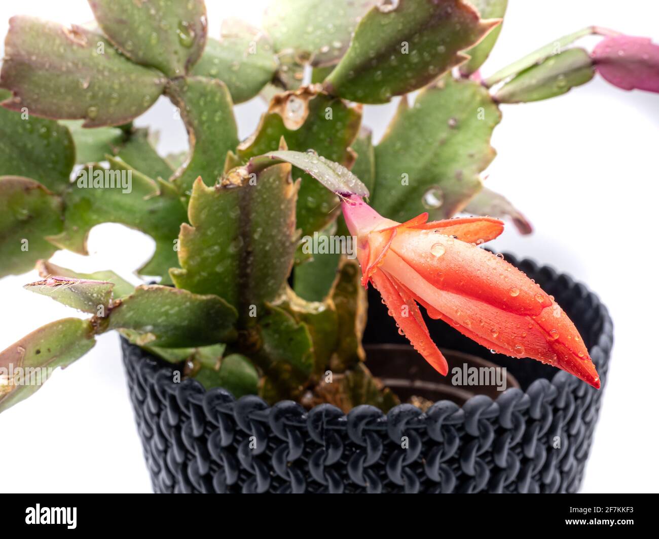 Cactus in fiore isolato su sfondo bianco Foto Stock