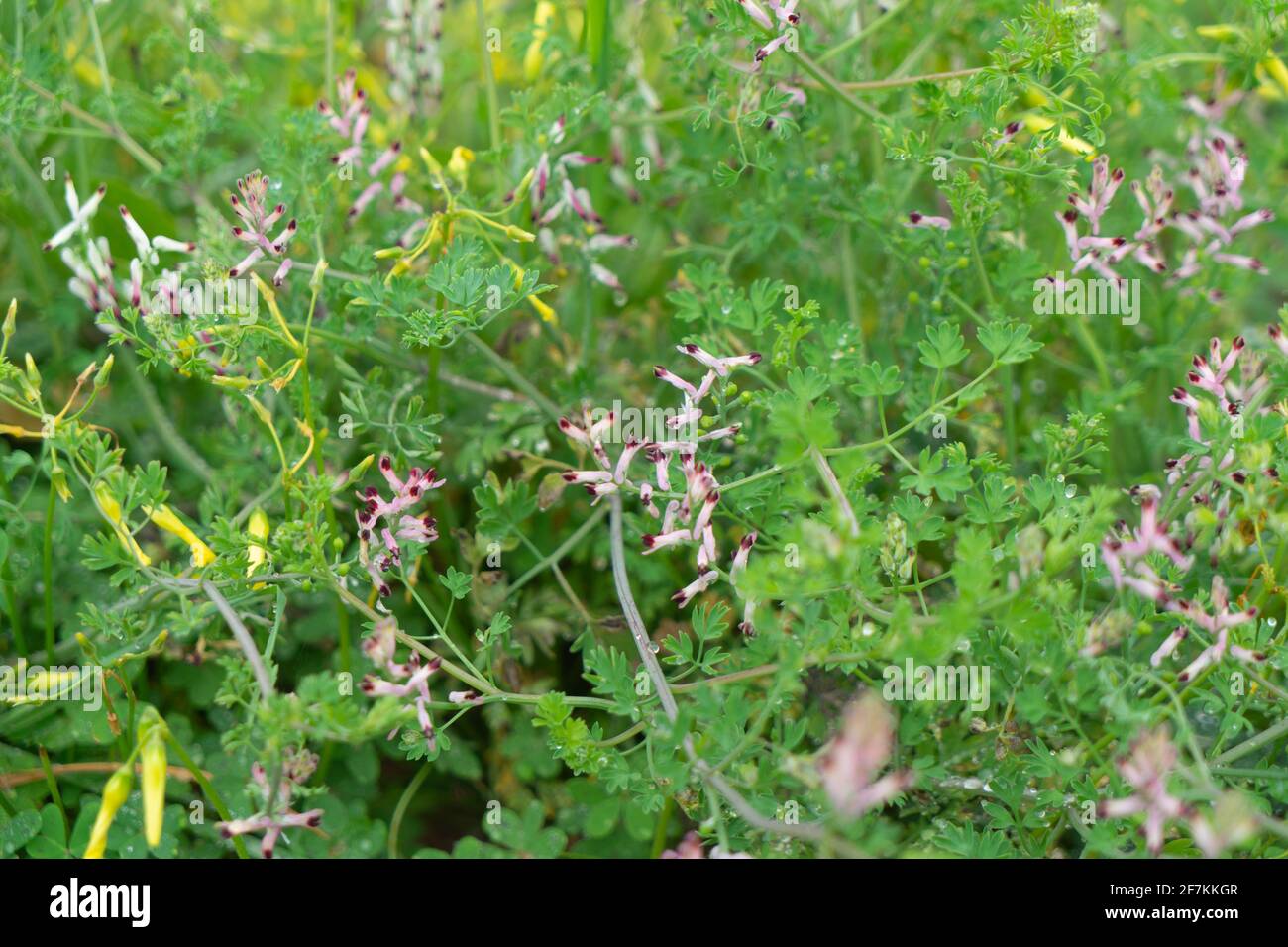 Fiori della zona umida del Marjal del Moros a Sagunto, Valencia Foto Stock