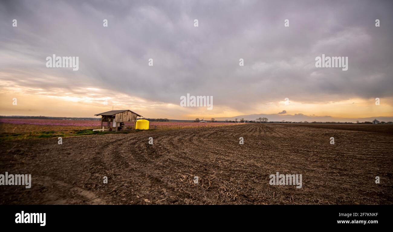 Trifoglio viola Foto Stock