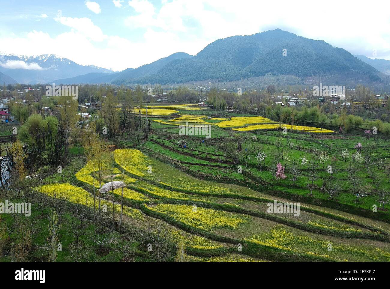 Srinagar. 7 Apr 2021. Foto scattata il 7 aprile 2021 mostra i campi di senape fioriti in un villaggio del distretto di Anantnag nella città di Srinagar, la capitale estiva del Kashmir controllato dagli Indiani. Credit: Javed Dar/Xinhua/Alamy Live News Foto Stock