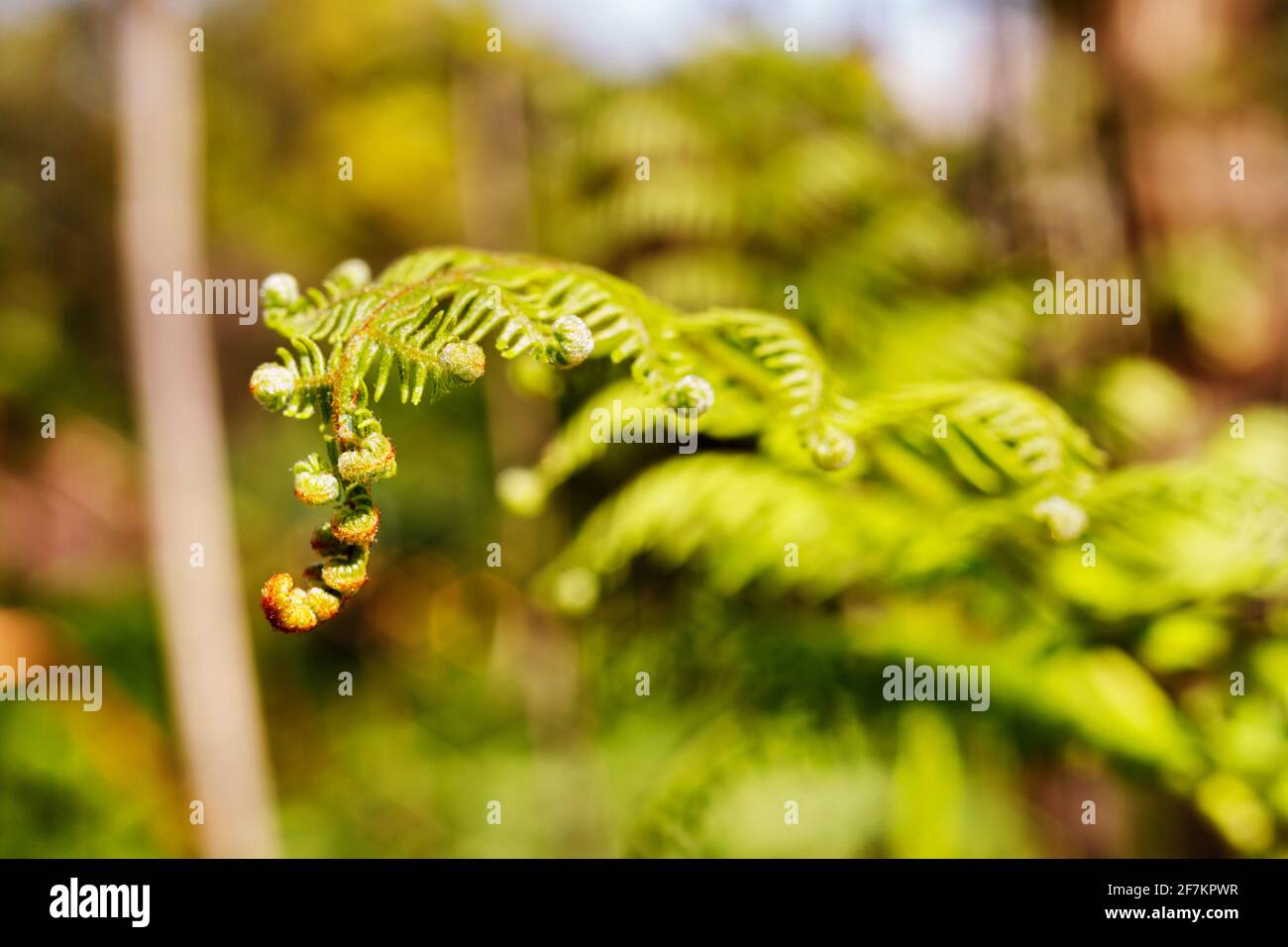 Bel fronte verde di bracken comune - pteridium aquilinum -noto anche come aquila felce , Foto Stock