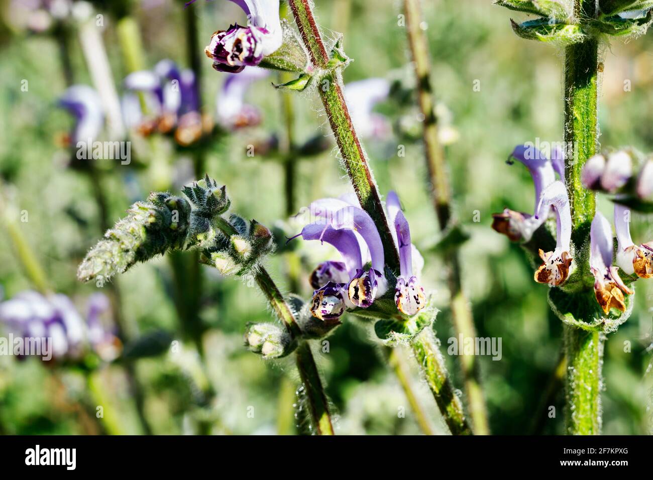 Bellissimi fiori viola di salvia indica -salvia in un luminoso giorno di sole Foto Stock