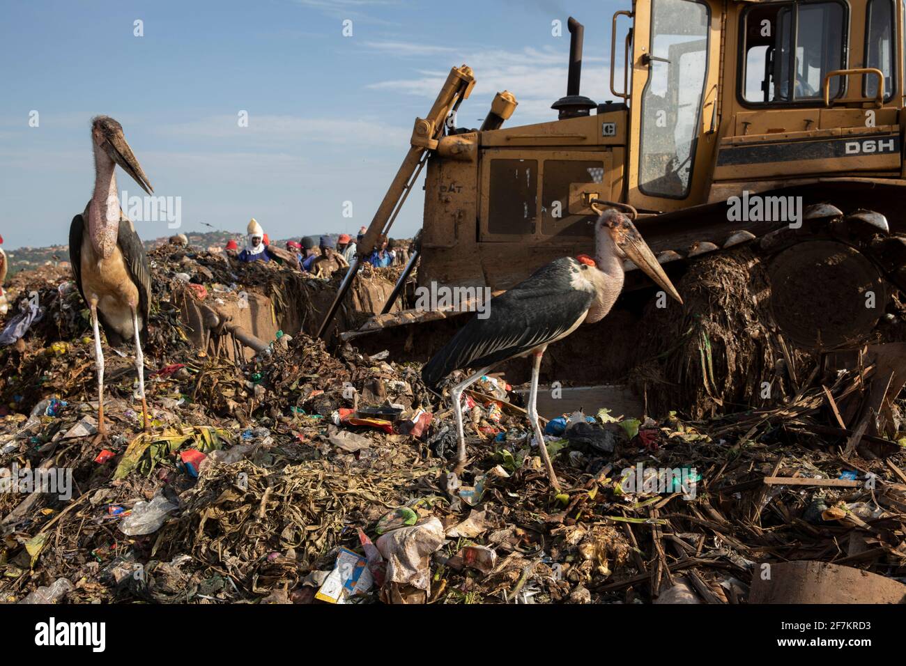 KAMPALA, UGANDA: Gli uccelli si raccolsero attraverso la spazzatura nel sito di discarica. IMMAGINI che mostrano lavoratori ugandesi esausti vagliando attraverso tonnellate di montagna di dumping Foto Stock